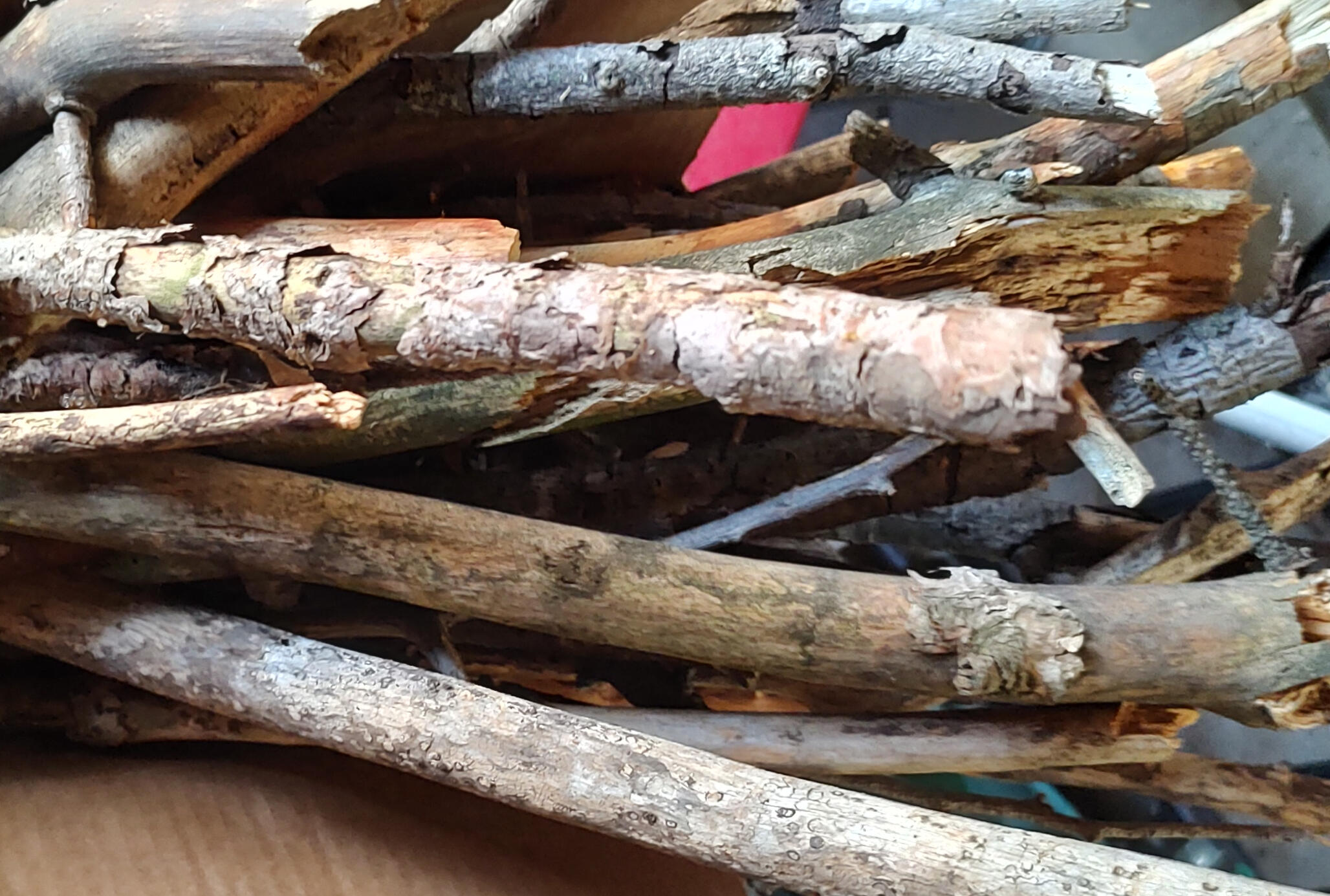 A bunch of sticks A bunch of sticks from fallen branches.